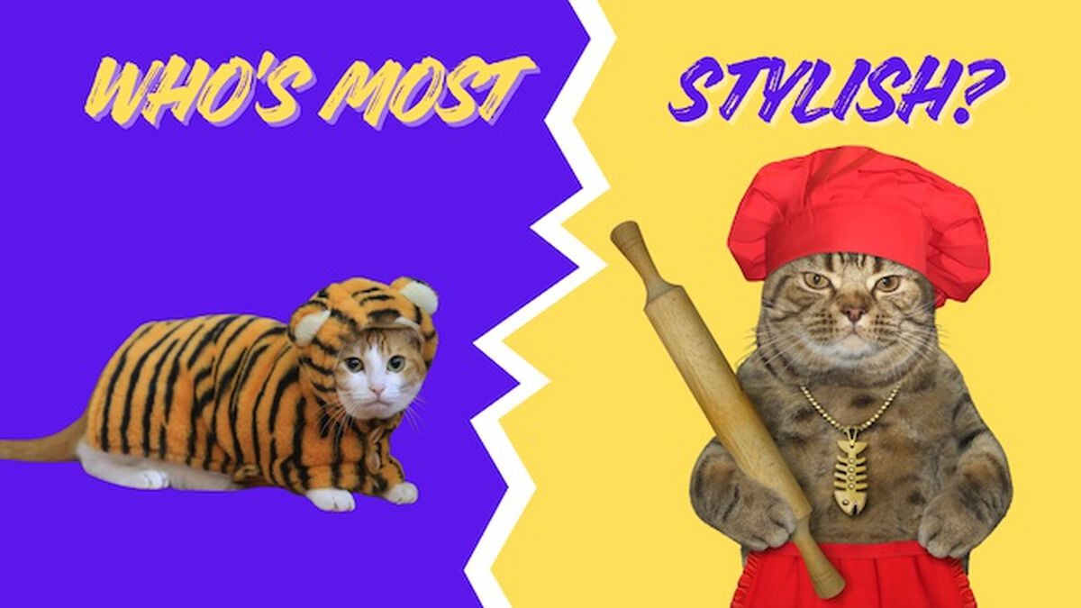 Stylish Pets image number null